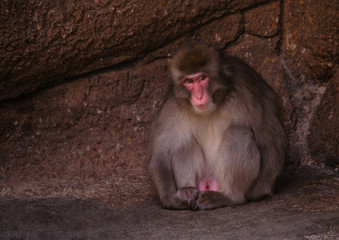 Fototapeta premium Snow Monkey Sitting