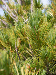 closeup of pine branches