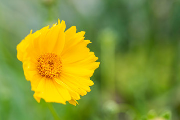 Close up of a yellow daisy flower