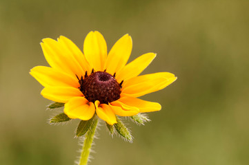 Black-eyed Susan