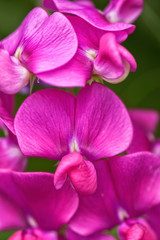 Sweet Pea Flowers