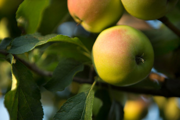 ripe apples on a tree branch