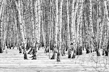 Tafelkleed Black and white photo, birch forest winter landscape. © Prikhodko
