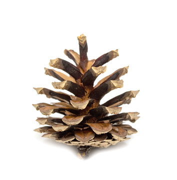 Set of cones of various coniferous trees on a white background.