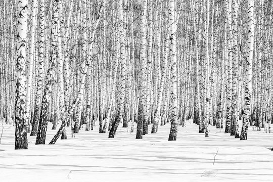 Black and white photo, birch forest winter landscape.