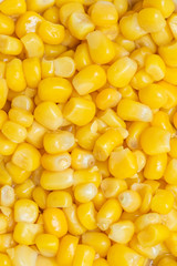 Canned corn, yellow grains background.