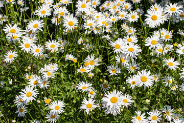 Daisy flower on green meadow. Chamomile background.