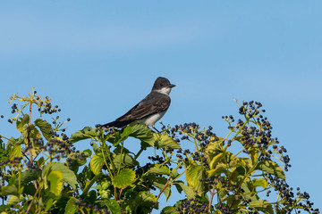 The eastern kingbird (Tyrannus tyrannus) on bushes with berries