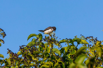 The eastern kingbird (Tyrannus tyrannus) on bushes with berries
