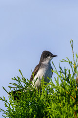 The eastern kingbird (Tyrannus tyrannus) on bushes with berries