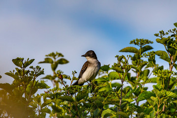 The eastern kingbird (Tyrannus tyrannus) on bushes with berries
