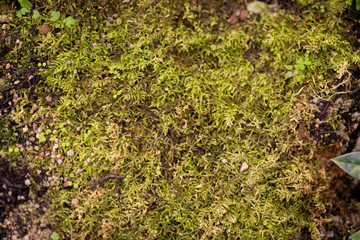 Green moss texture background, Moss texture growth on the old wood bark.