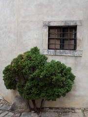 Fototapeta na wymiar window with bush