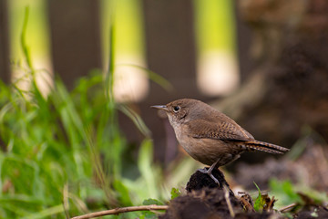  pequeña ave marrón reposando en el suelo sobre fondo natural y verde - Ratonera (Troglodytes aedon)