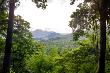 Tropical rain forest and mountain in Asia landscape.