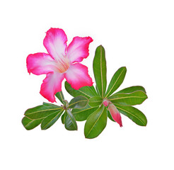 Azalea flowers isolated on white background.