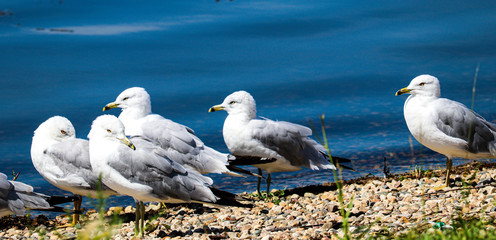 Seagulls