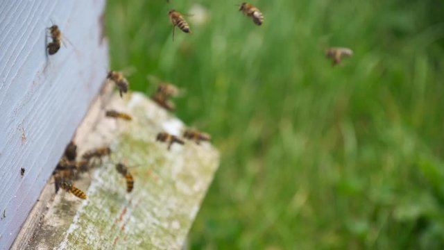 honey bees - hive being attacked by wasps