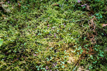 Green moss texture background, Moss texture growth on the old wood bark.