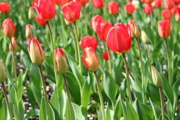チューリップの花壇