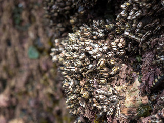 barnacle