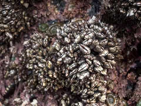 barnacle
