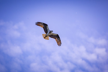 Osprey soaring in the blue sky with clouds 