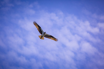 Osprey soaring in the blue sky with clouds 