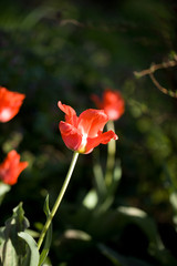 Tulip on natural blurred background. delicate tulip flower with petals and bright green leaves.