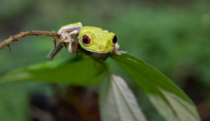 Obraz premium Red eyed tree frog on leaf in Costa Rica 