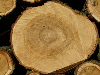 Wooden texture a cut tree