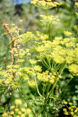 yellow wildflower parsnips