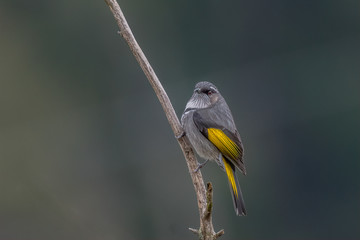 Male Crescent Honey-eater on branch