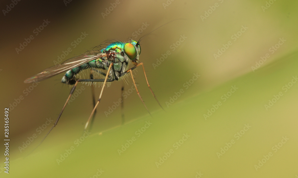 Wall mural long-legged flies on green leaf