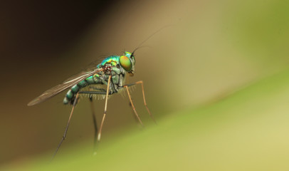 long-legged flies on green leaf	