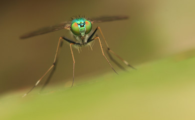 long-legged flies on green leaf	