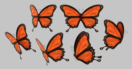 Orange monarch butterfly set isolated background