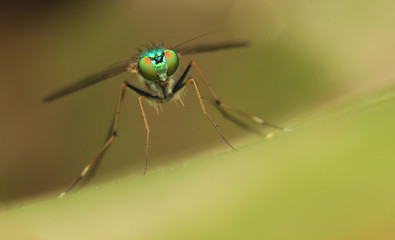 long-legged flies on green leaf	