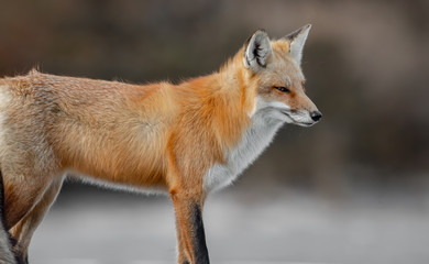 Fototapeta premium Red Fox