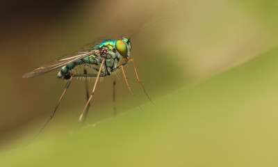 long-legged flies on green leaf	