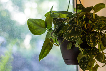 An indoor hanging fern houseplant by the window.