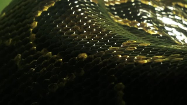 Closeup shot of the living Burmese python skin, beautiful texture, 4K