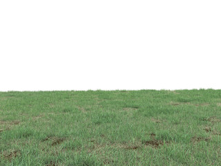 Graswiese hintergrund textur seitlicht