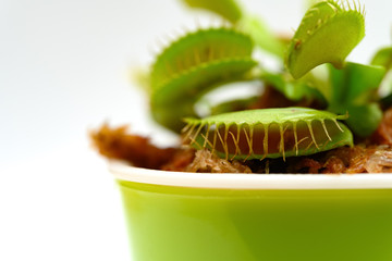 pot of dionaea muscipula plant on white background close up