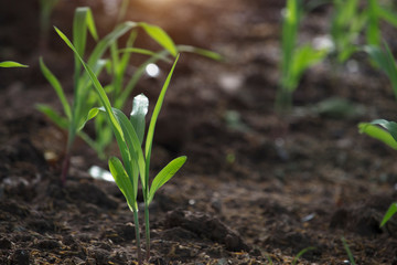 Corn seedlings are growing