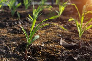 Corn seedlings are growing
