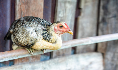 A chicken relaxing on the farm and focusing on the sharpness of eyes