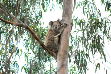 A Wild Koala in the You Yangs, Victoria, Australia.