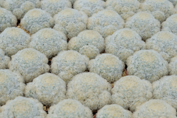 Mammillaria plumosa on the farm