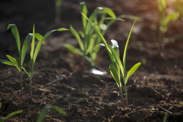Corn seedlings are growing